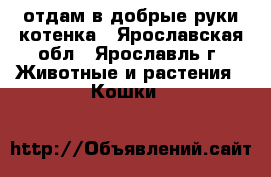 отдам в добрые руки котенка - Ярославская обл., Ярославль г. Животные и растения » Кошки   